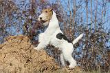 FOX TERRIER 409